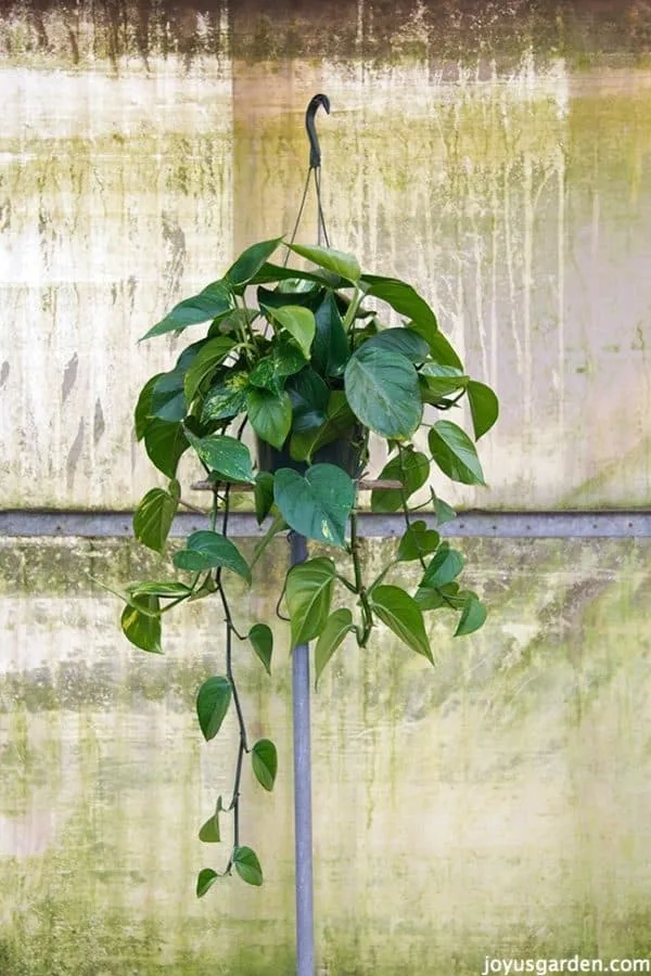 a Golden Pothos in a hanging grow pot sits on a metal stand