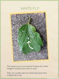 How To Control Plant Pests Spider Mites And Whiteflies