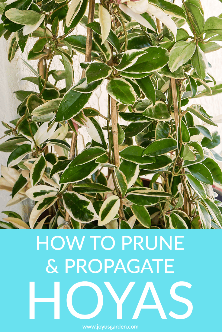 how i prune, propagate & train my stunning hoya