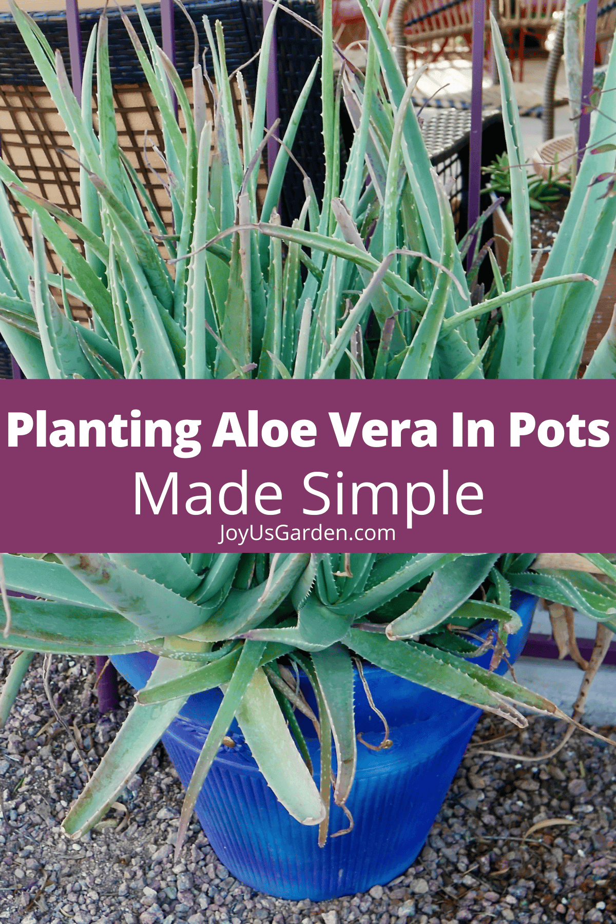 Planting Aloe Vera In Pots And The Potting Combine To Use Batang Tabon