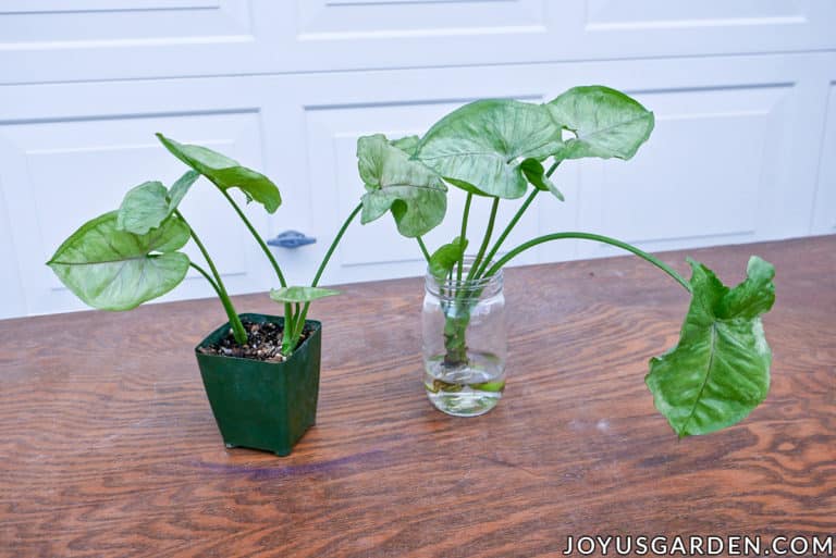 How To Plant Arrowhead Plant Syngonium Cuttings