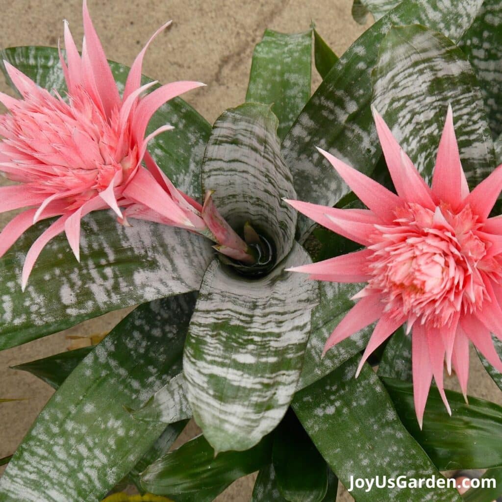 Bromeliad Care How To Successfully Grow Bromeliads Indoors