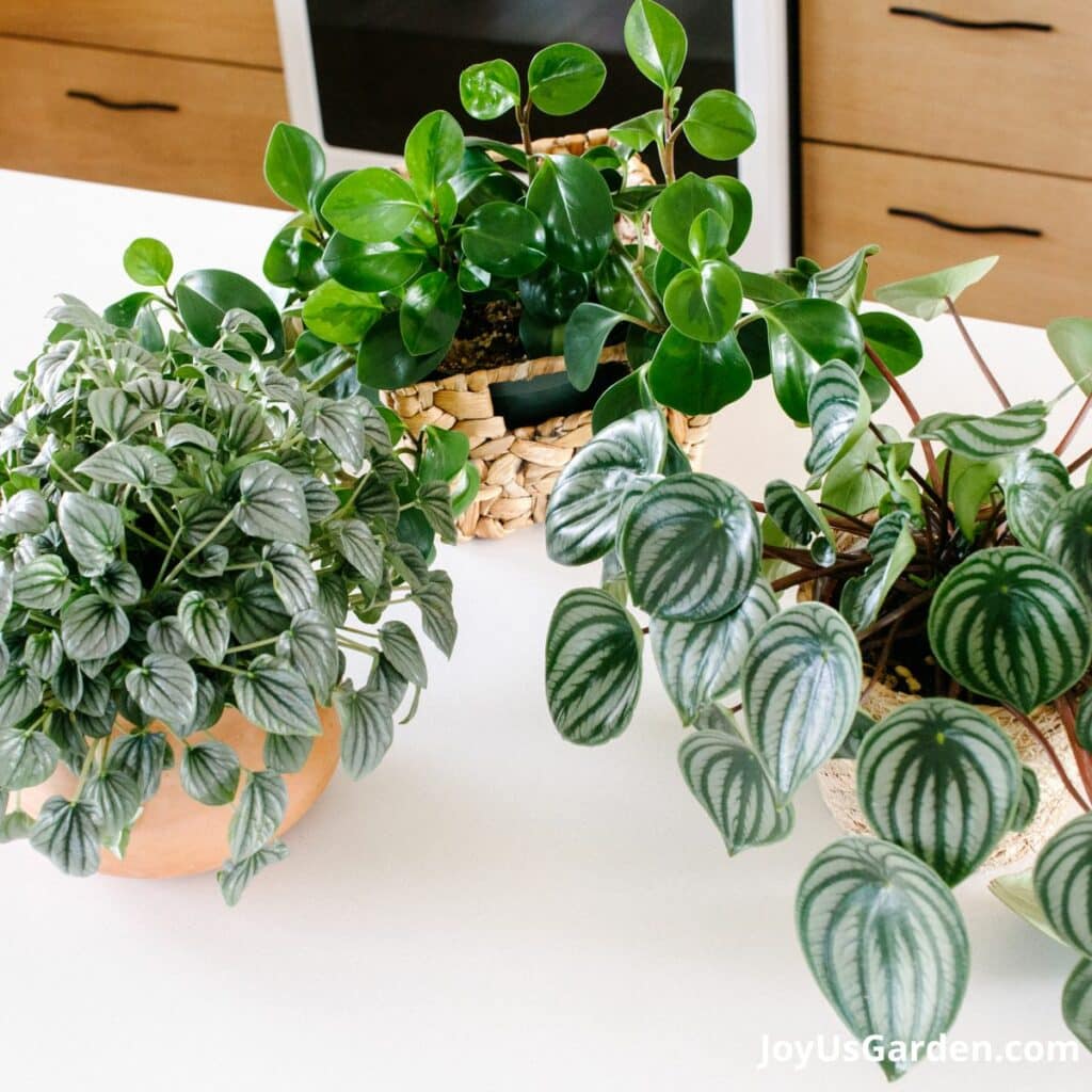 Peperomia Hope A Complete Plant Care Growing Guide