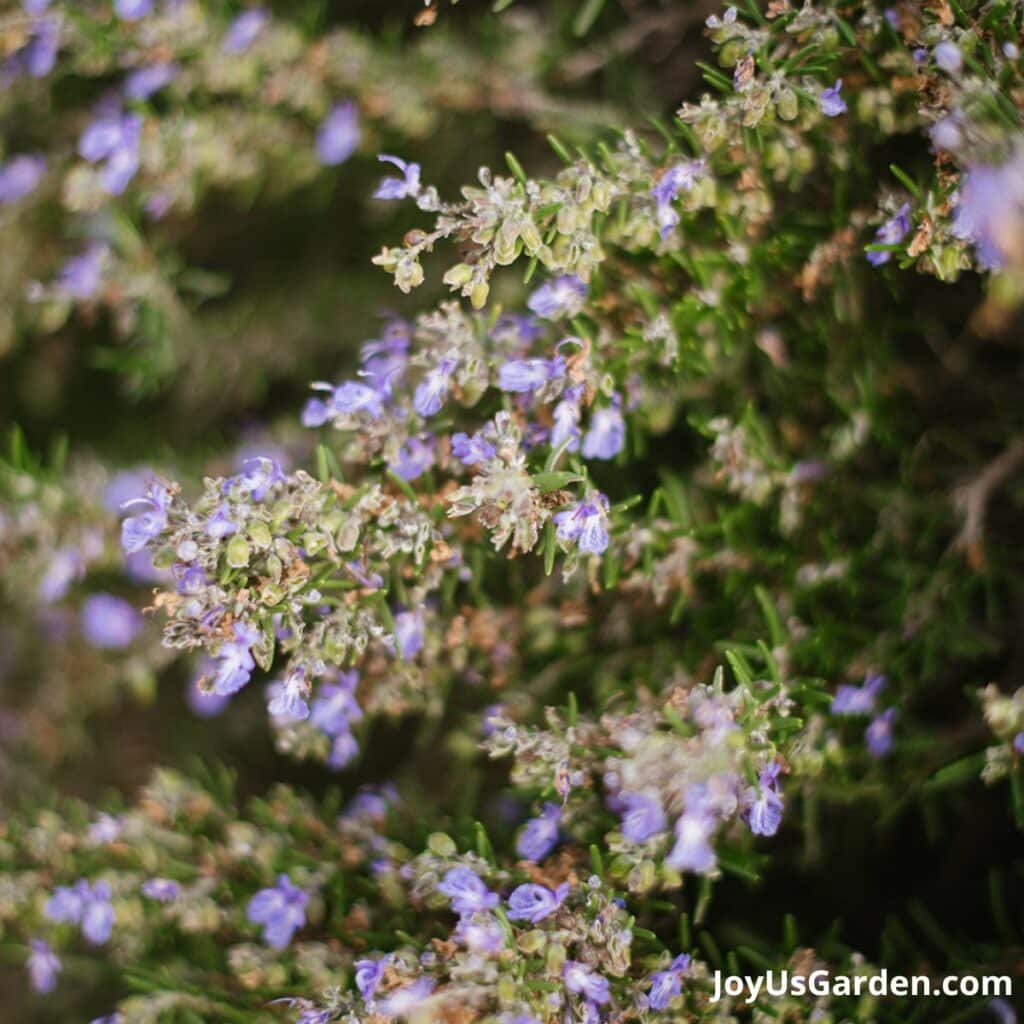 Rosemary Companion Plants A Planting Companions Guide