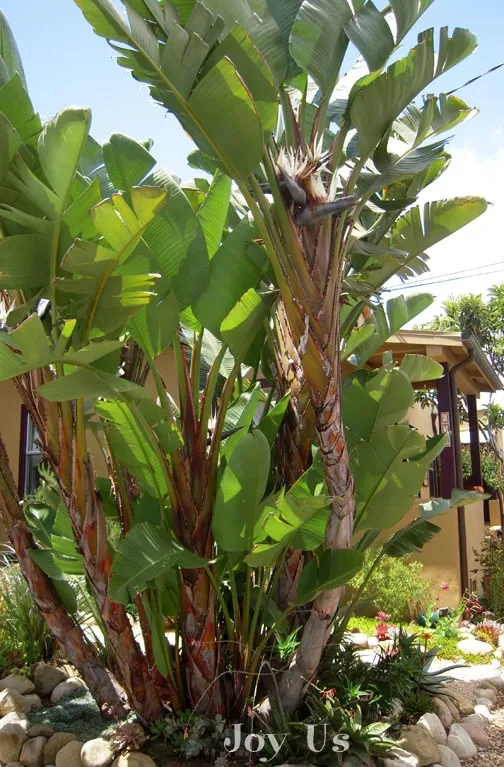 Giant Bird Of Paradise