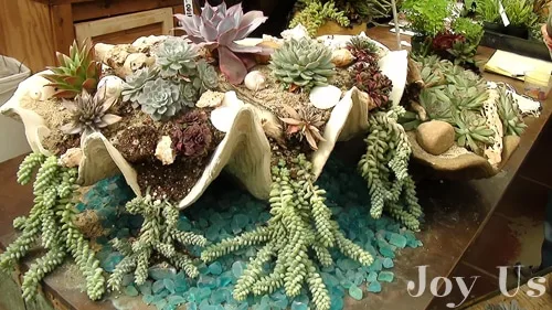 Succulents on display