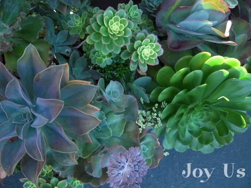 Succulents are versatile and add color to your home