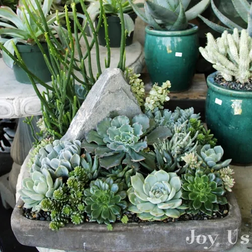 Ways to plant succulents in containers