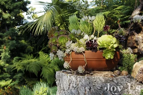 Succulents on display