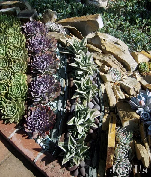 Succulent bed at Sherman library