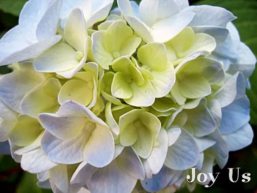 Hydrangea Pruning