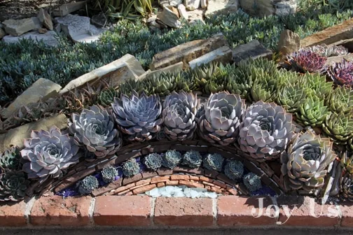 Succulents at Sherman Library