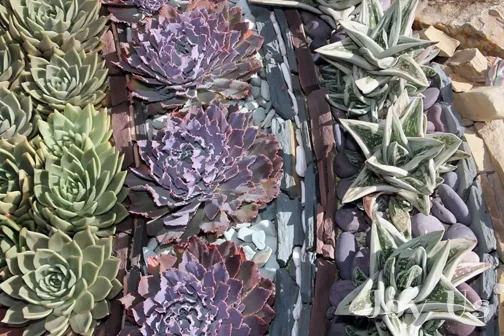 Gorgeous succulents