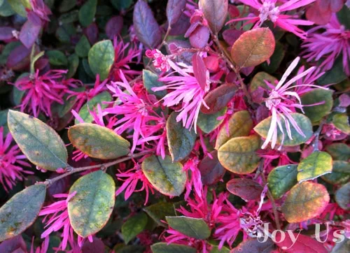 Pruning My Loropetalum Standard