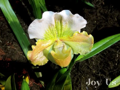 Yellow and white orchid