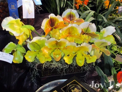 Stunning yellow orchids