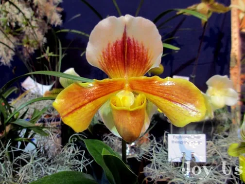 Beautiful yellow orchid