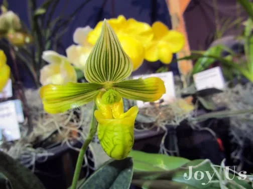 Gorgeous yellow orchid