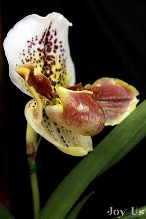 White speckled orchid