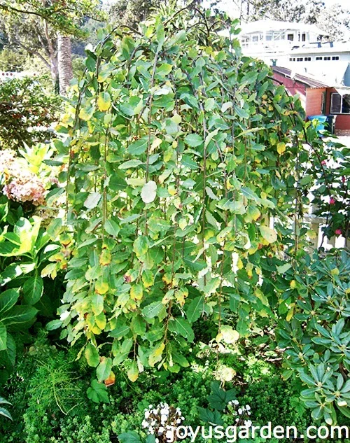 How Not To Prune A Weeping Plant