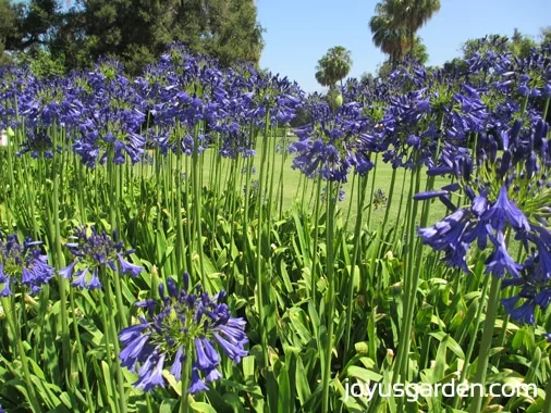 A Day At The Huntington