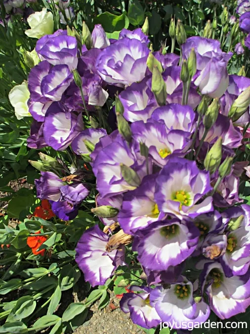 Lisianthus Vulcan Purple Picotee in the Shakespeare Garden