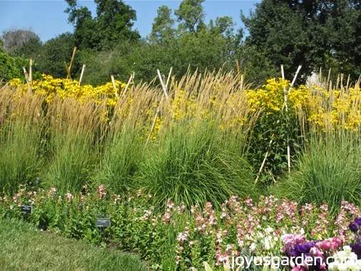 Wild flowers in the Shakespeare Garden 