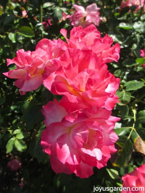 Harry Wheatcroft, a Hybrid Tea at the Huntington