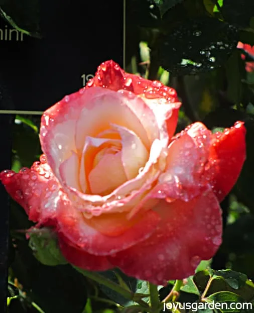 A detail of a rose in the Rose Garden