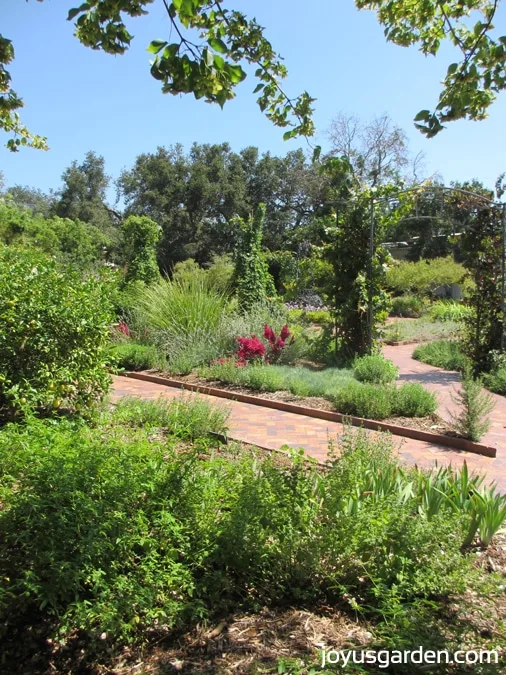 Another look at the many plants in the herb garden