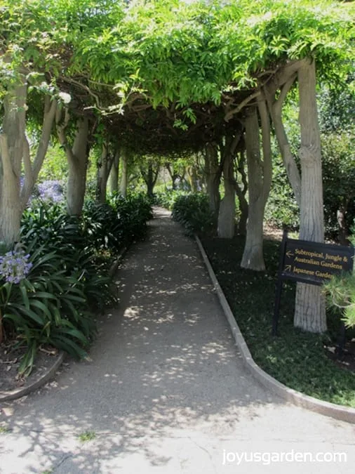 Stunning tree path