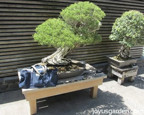 Ladybug Bag with Bonsai in the Japanese Garden