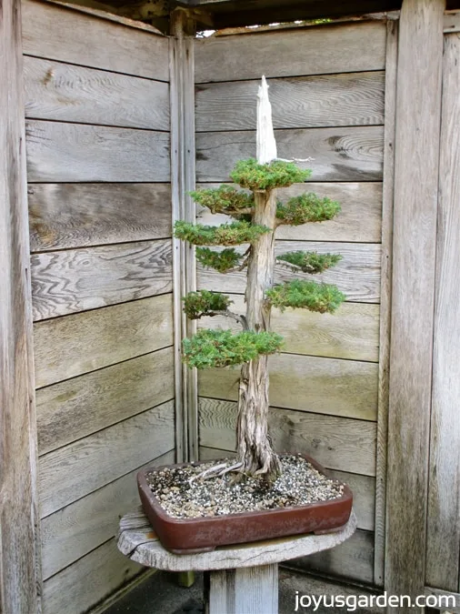 Lovely Bonsai in the Japanese Garden