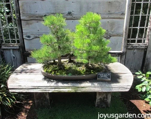 Unique Bonsai in the Japanese Garden