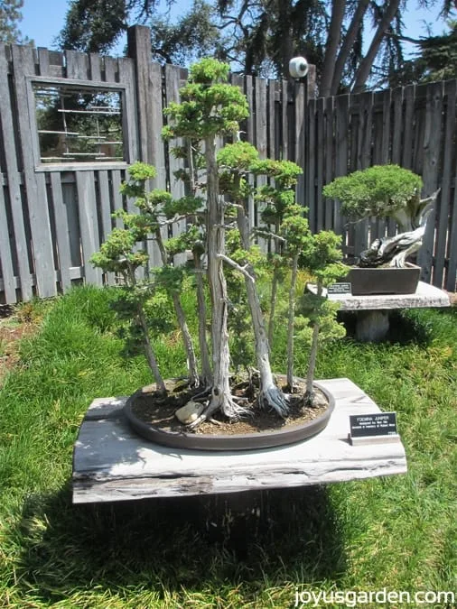 Bonsai in the Japanese Garden