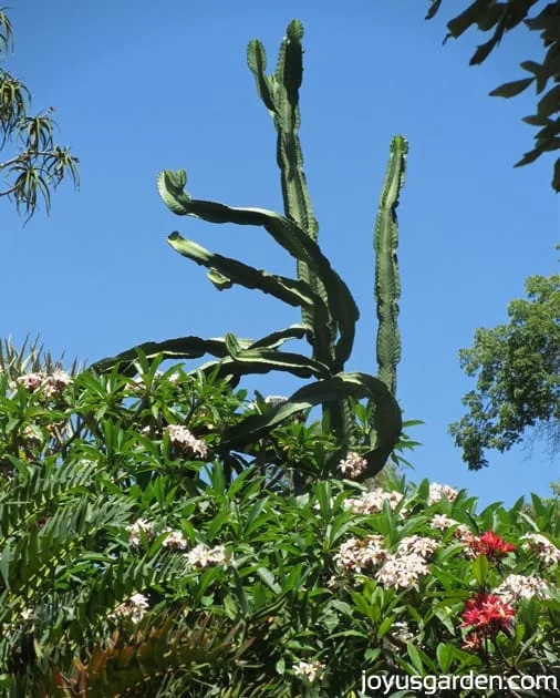 Tall and mighty cactus in the Desert Garden