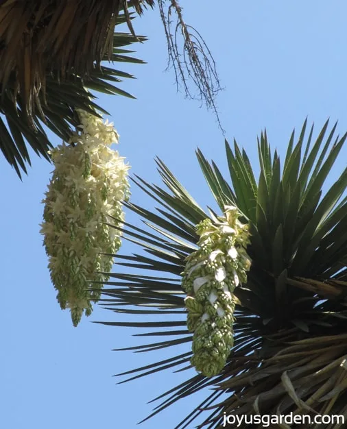 The flowers of the very tall Yucca filifera