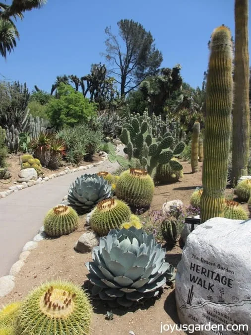 A variety of cacti in the Desert Garden