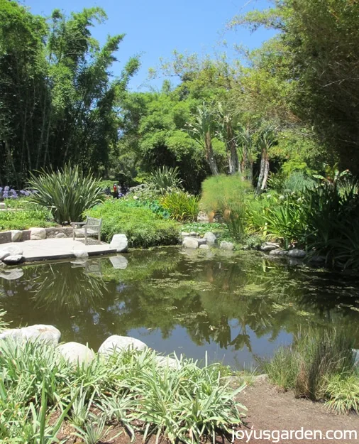 A visit in the Lily Pond