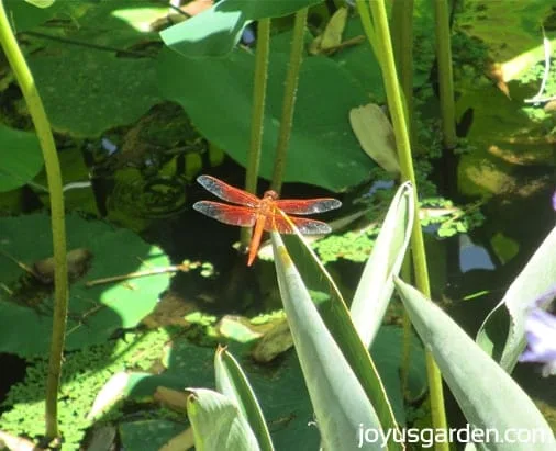 A dragonfly in the Lily Pond