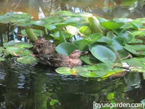 Ducks swimming in the Lily Pond