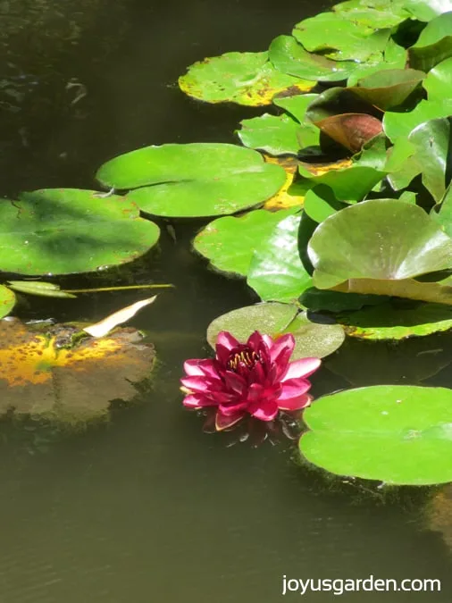 Stunning plants in the Lily Ponds