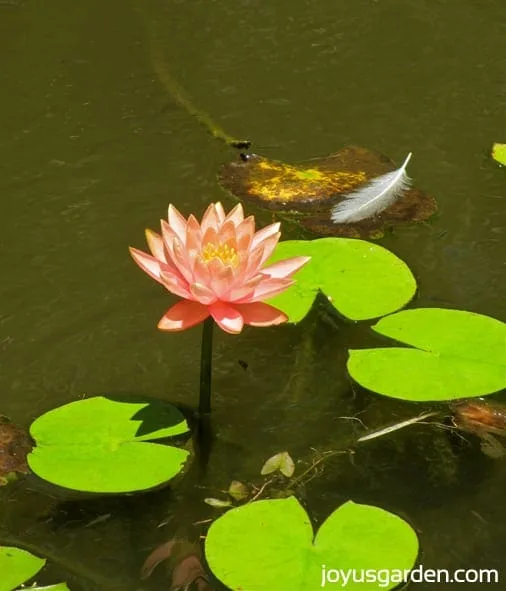 Beautiful lotus flower in the Lily Pond