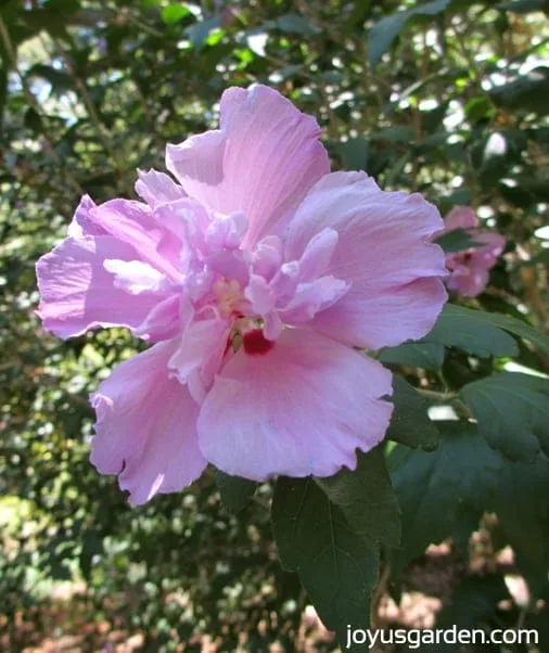 Hibiscus syriacus “Coelestis” growing in the Japanese garden