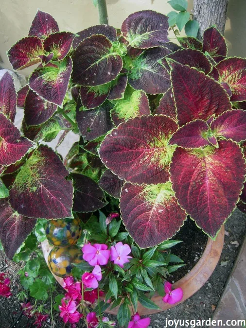 Propagating My Coleus