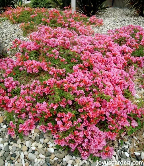 Bougainvillea, So Much More Than Just A Vine