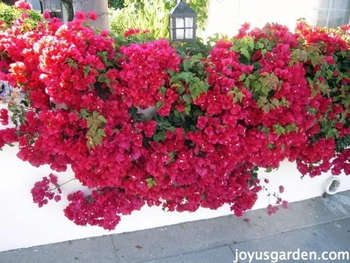 Bougainvillea, So Much More Than Just A Vine