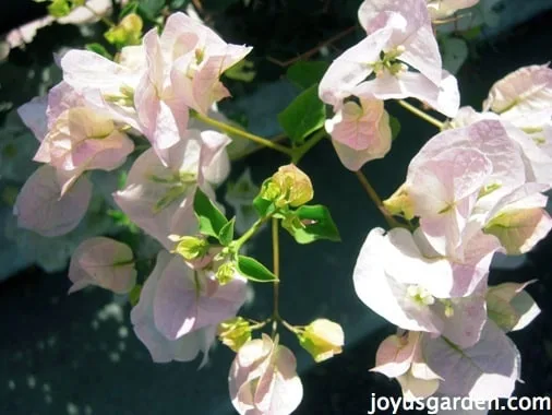 Bougainvillea, So Much More Than Just A Vine