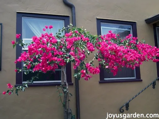 Bougainvillea, So Much More Than Just A Vine