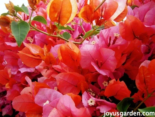 Bougainvillea, So Much More Than Just A Vine